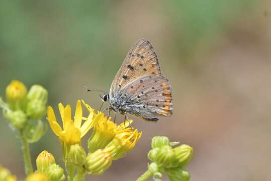 Image of Lycaena alciphron gordius