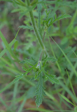 Image of hillside vervain