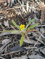 Image of Goodenia willisiana R. Carolin