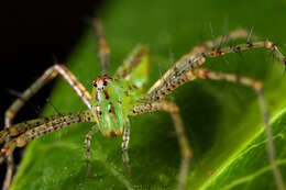 Imagem de Peucetia