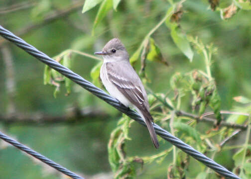 Image of Olive-Sided Flycatcher