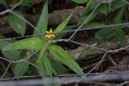 Image de Aspilia mossambicensis (Oliv.) Wild