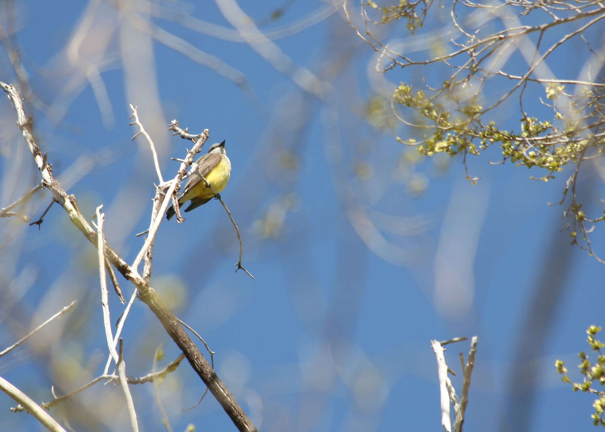 Image of Western Kingbird