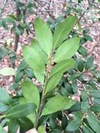 Ilex crenata Thunb. resmi