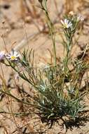 Imagem de Erigeron filifolius (Hook.) Nutt.