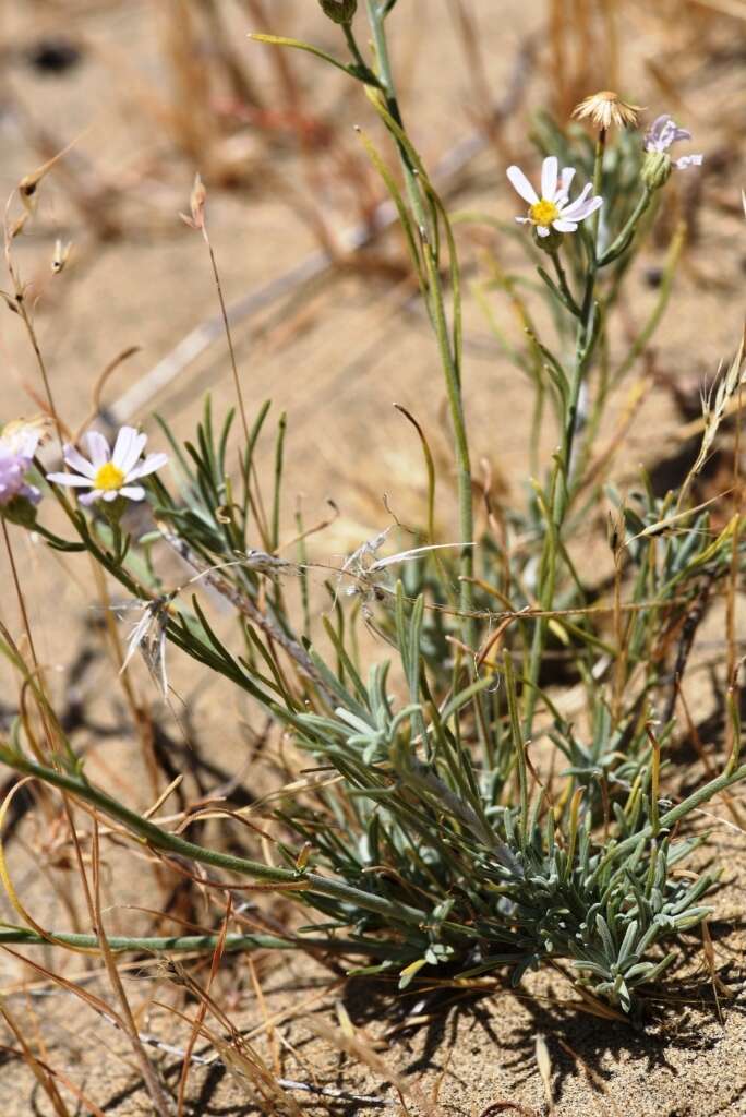 Image of threadleaf fleabane