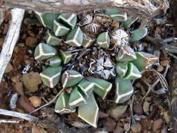 صورة Faucaria bosscheana (Berger) Schwant.