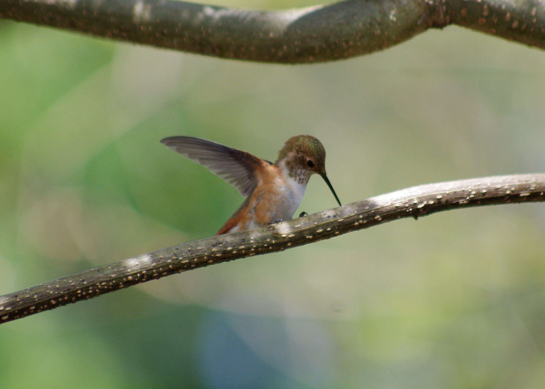 Image de Colibri roux