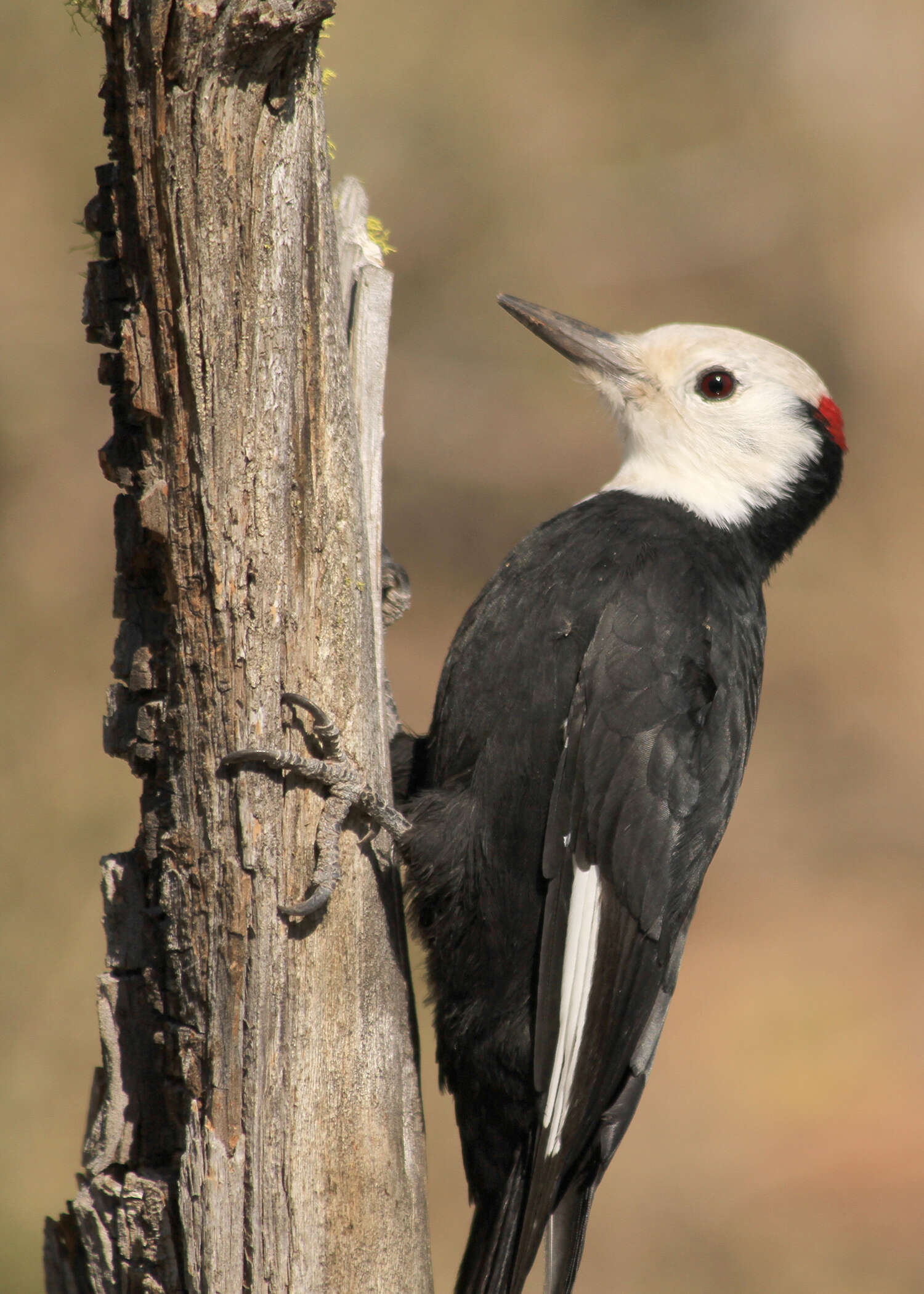 Image of White-headed Woodpecker