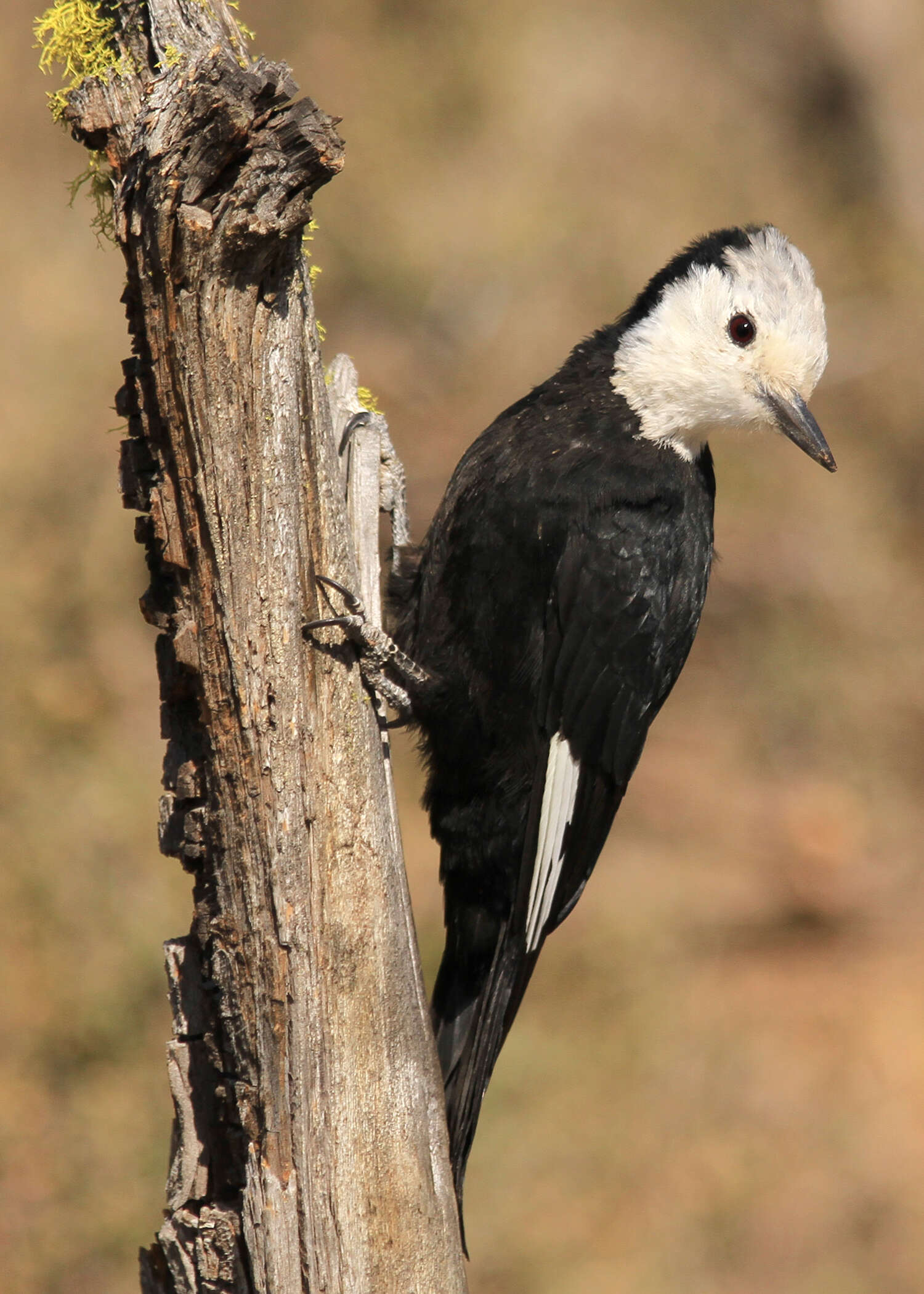 Image of White-headed Woodpecker