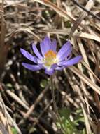 Image of Carolina anemone