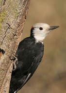 Image of White-headed Woodpecker