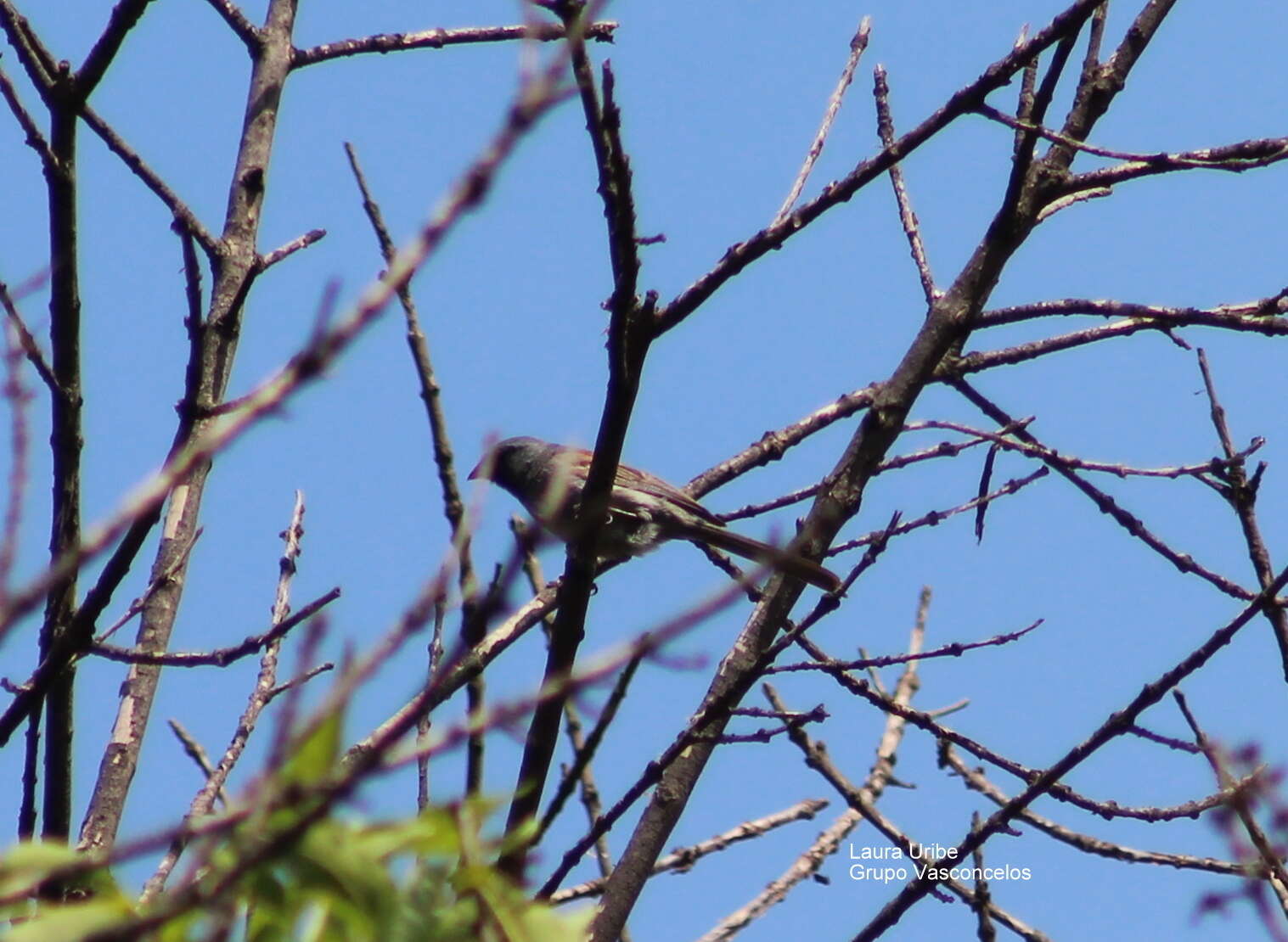 Image of Black-chinned Sparrow