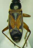 صورة Raglius alboacuminatus (Goeze 1778)