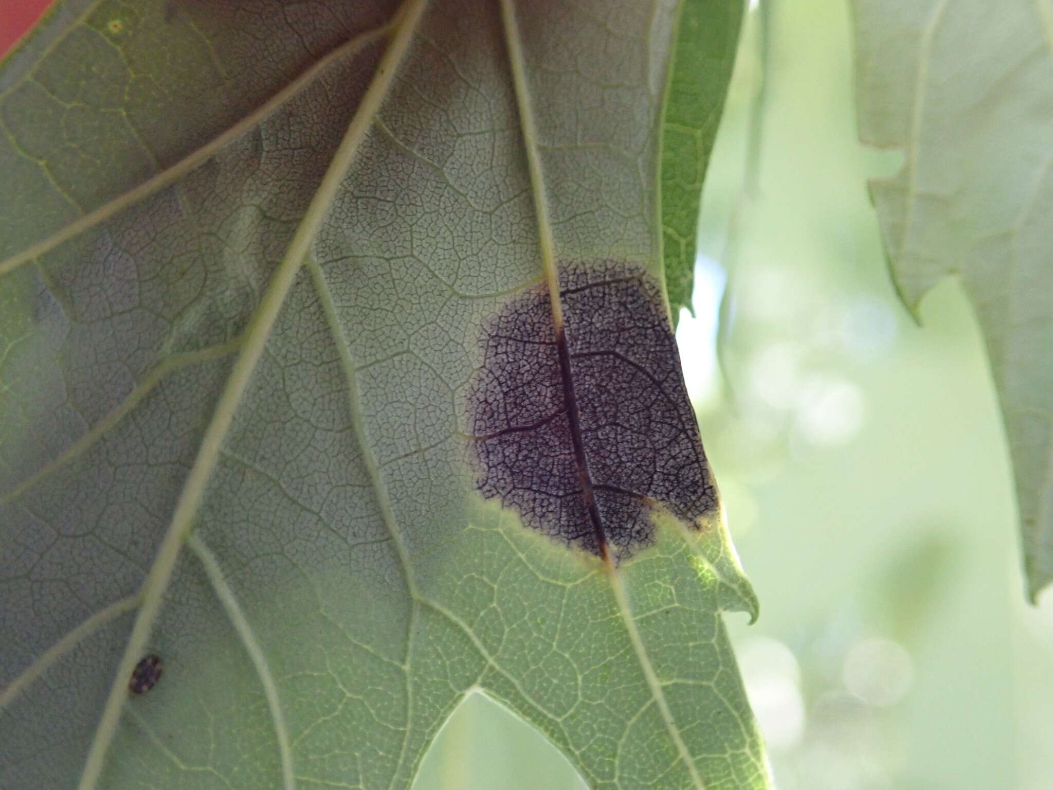 Image of Rhytisma americanum Hudler & Banik 1998