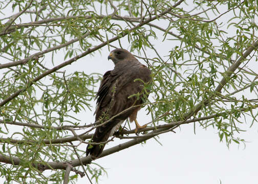 Image of Swainson's Hawk