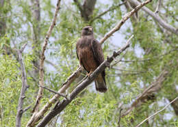 Image of Swainson's Hawk