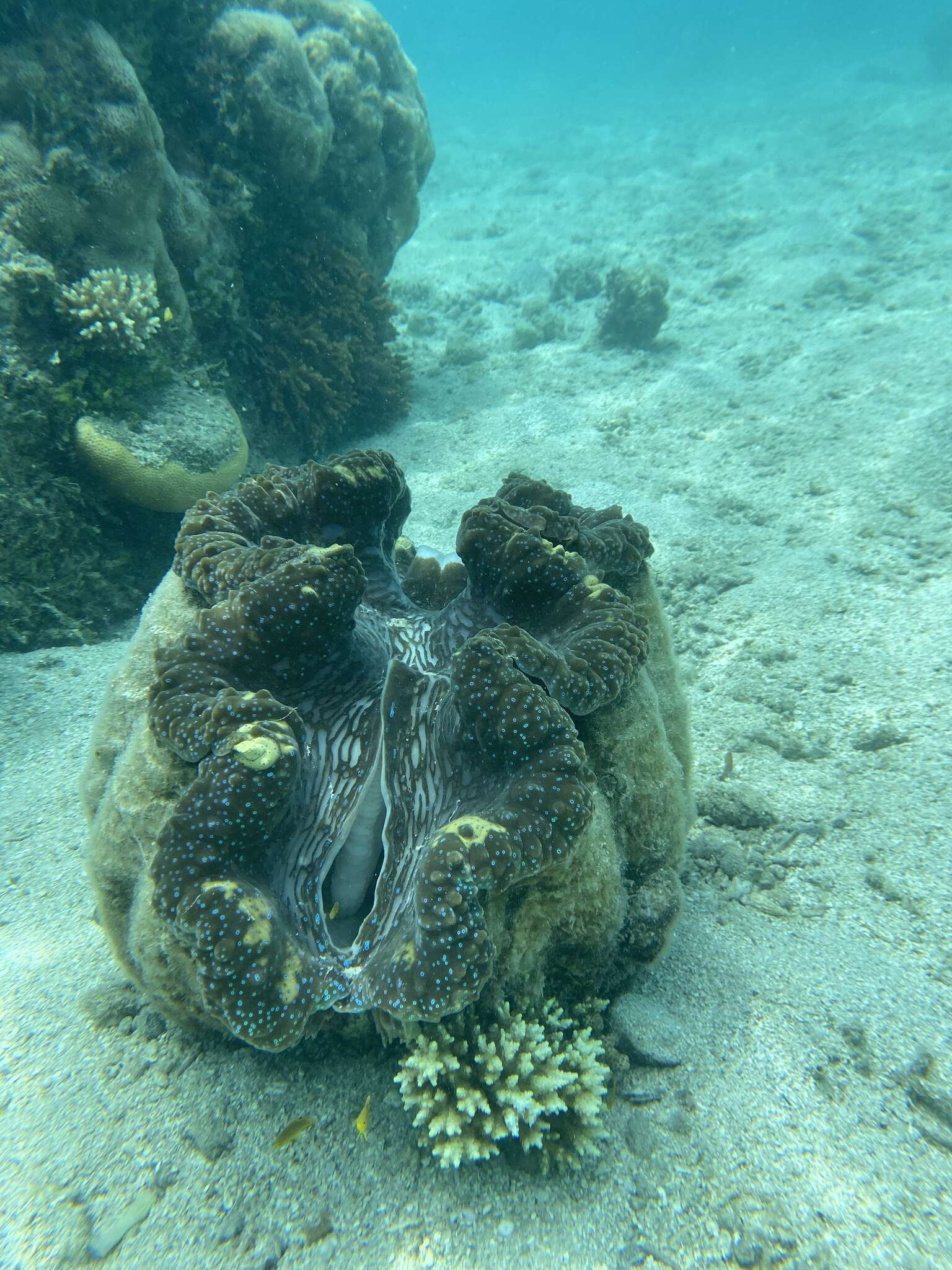 Image of Giant Clam