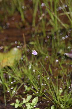 صورة Utricularia gaagudju