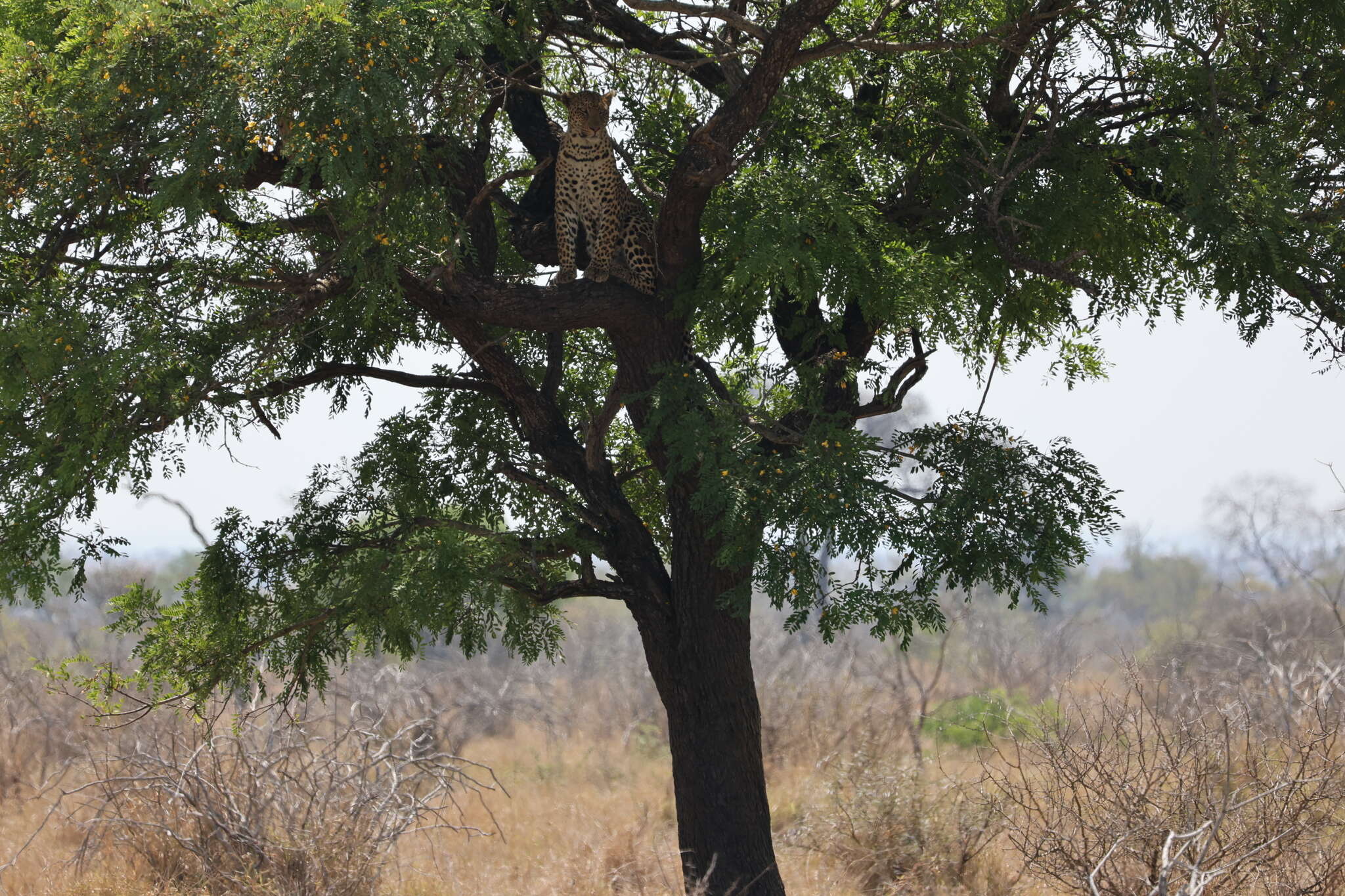 صورة Cassia abbreviata Oliv.