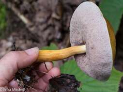 Plancia ëd Austroboletus gracilis (Peck) Wolfe 1980