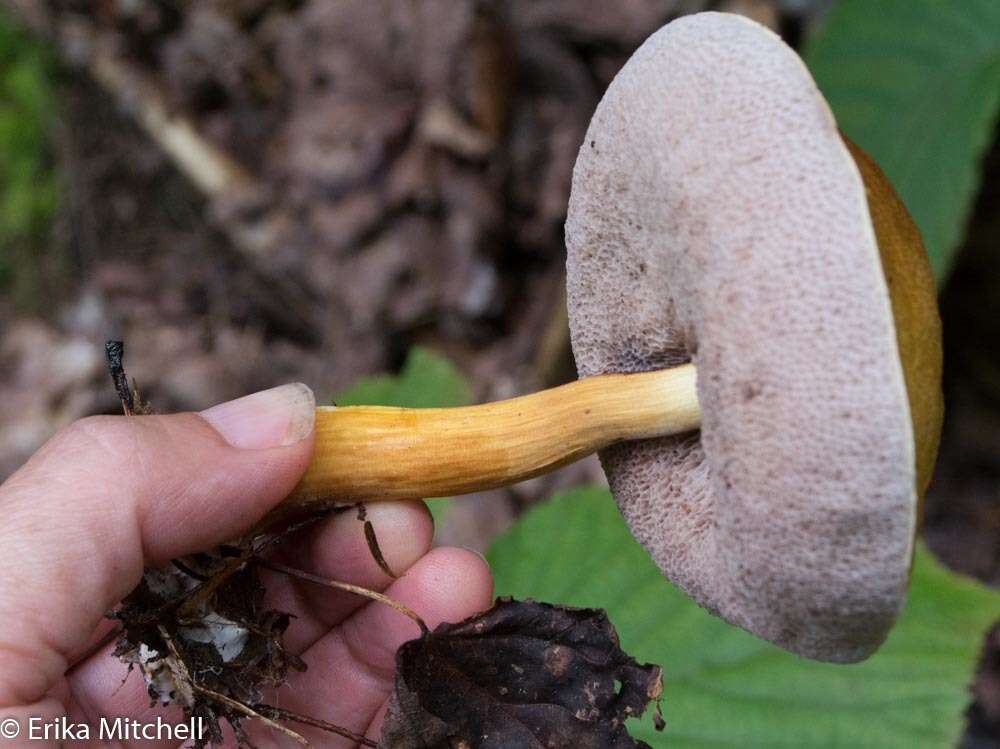 Plancia ëd Austroboletus gracilis (Peck) Wolfe 1980