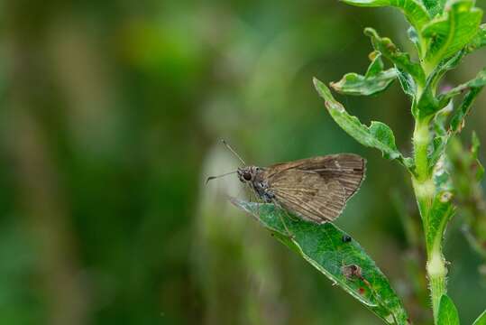 Image de Cymaenes lepta Hayward 1938