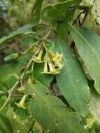 صورة Cestrum tomentosum L. fil.