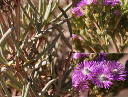 Ruschia suaveolens L. Bol. resmi