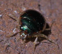 Image of Shiny Round Sand Beetle