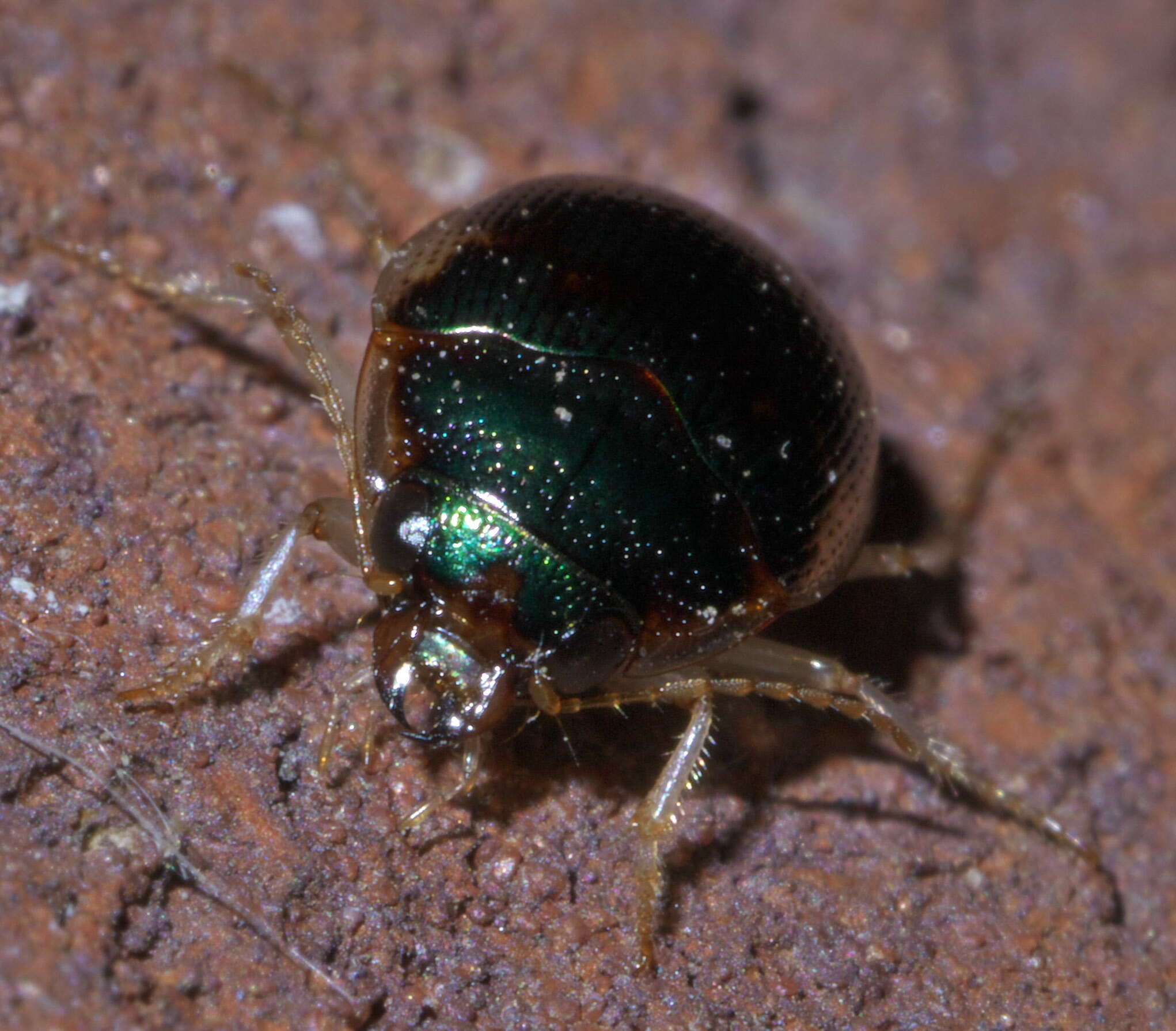 Image of Shiny Round Sand Beetle