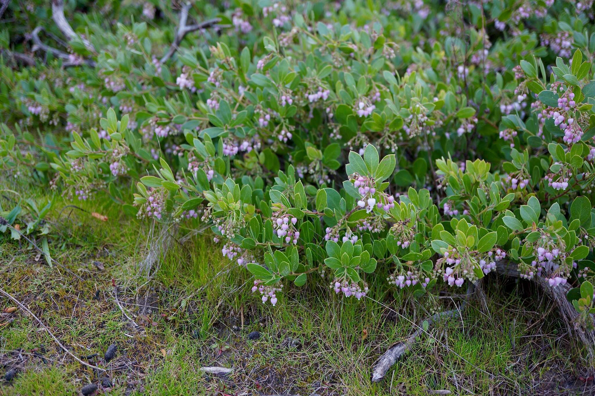 Слика од Arctostaphylos densiflora M. S. Baker