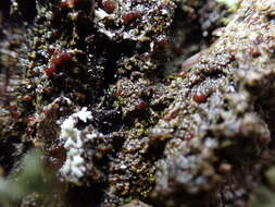 Image of japewia lichen