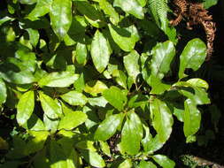 Imagem de Coprosma grandifolia Hook. fil.