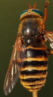 Image de Hybomitra tarandina (Linnaeus 1758)