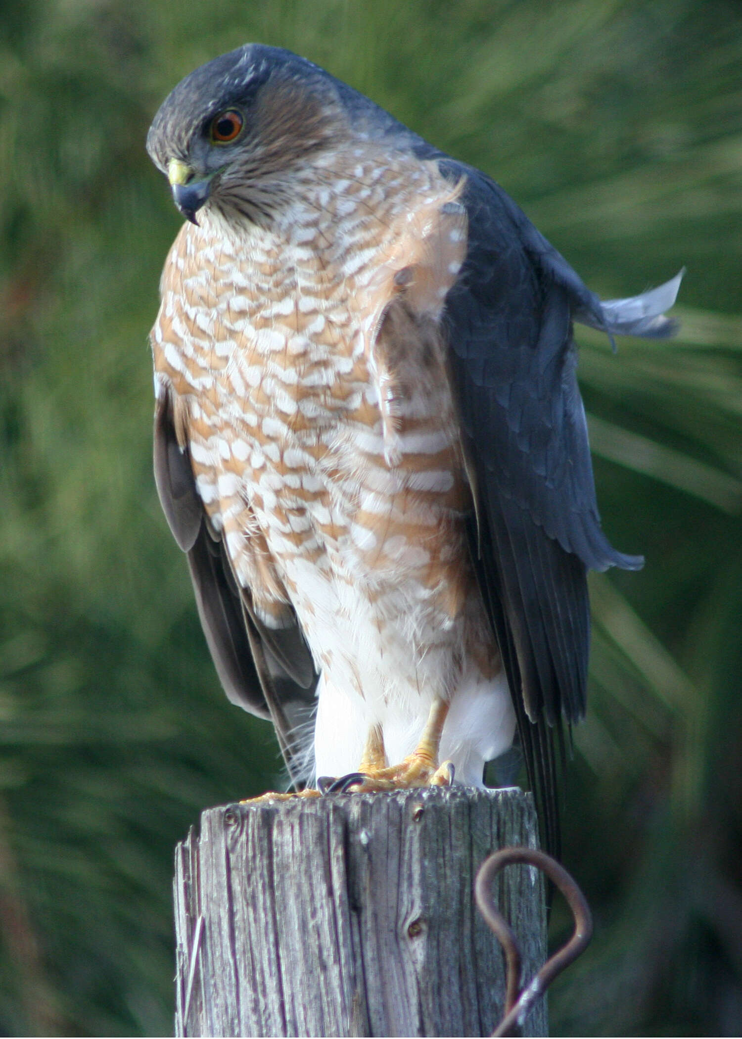 Image of Cooper's Hawk