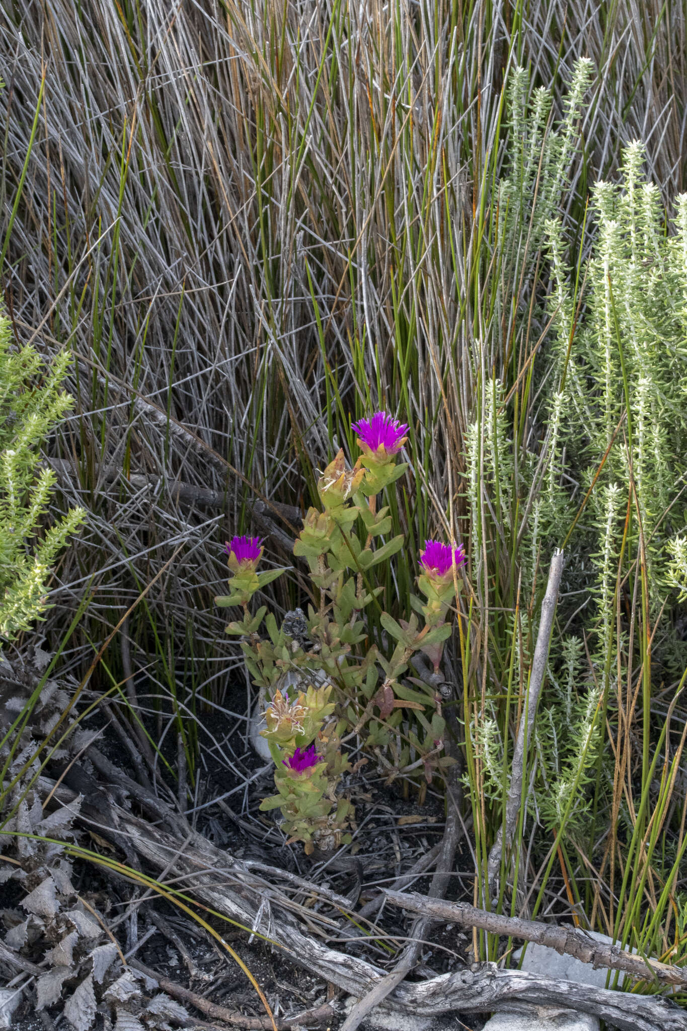 Image of Erepsia steytlerae L. Bol.