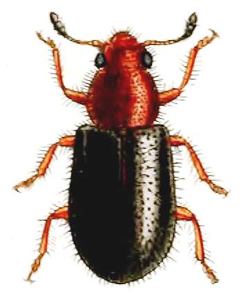 Image of Redshouldered ham beetle