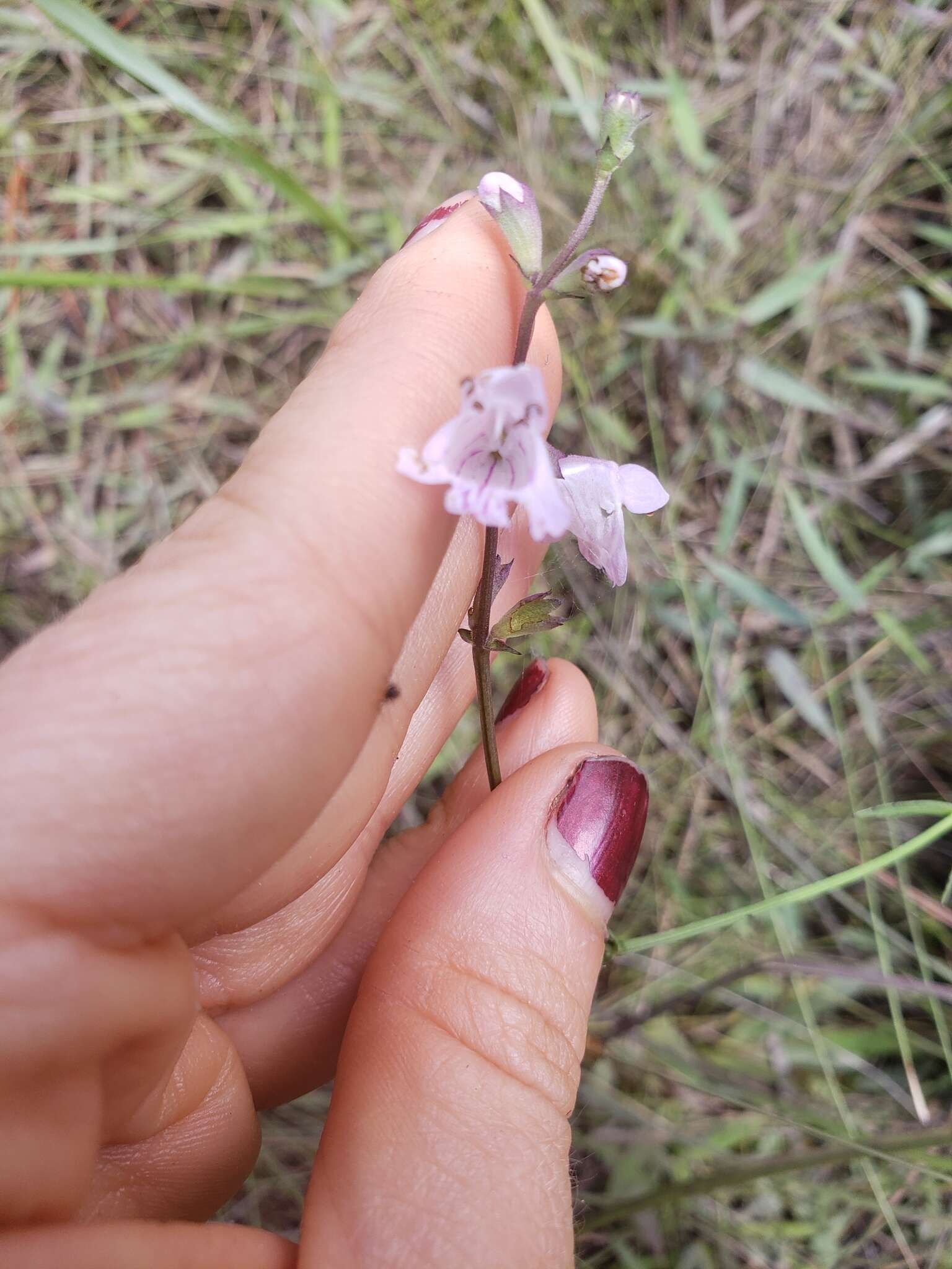 Image of Godfrey's False Dragonhead