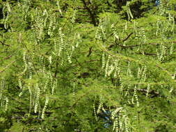 Plancia ëd Vachellia nilotica