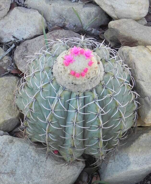 Image of Cactus