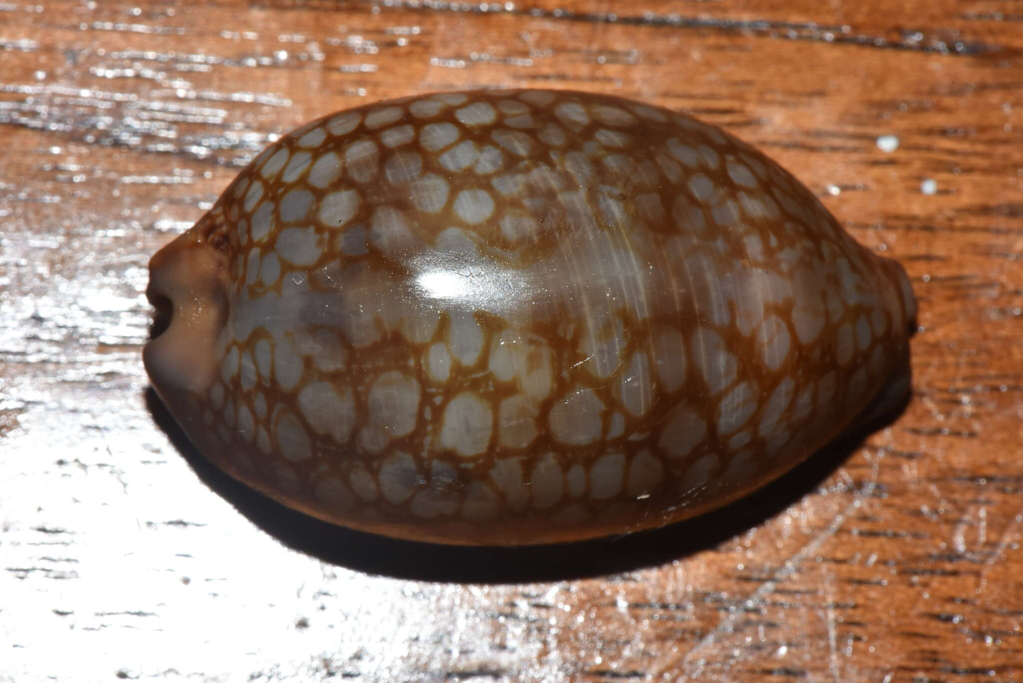 Image of jester cowrie