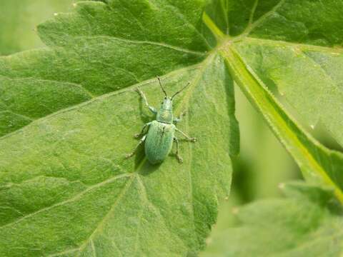 Plancia ëd Phyllobius (Phyllobius) thalassinus Gyllenhal 1834