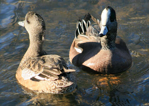 Image of American Wigeon