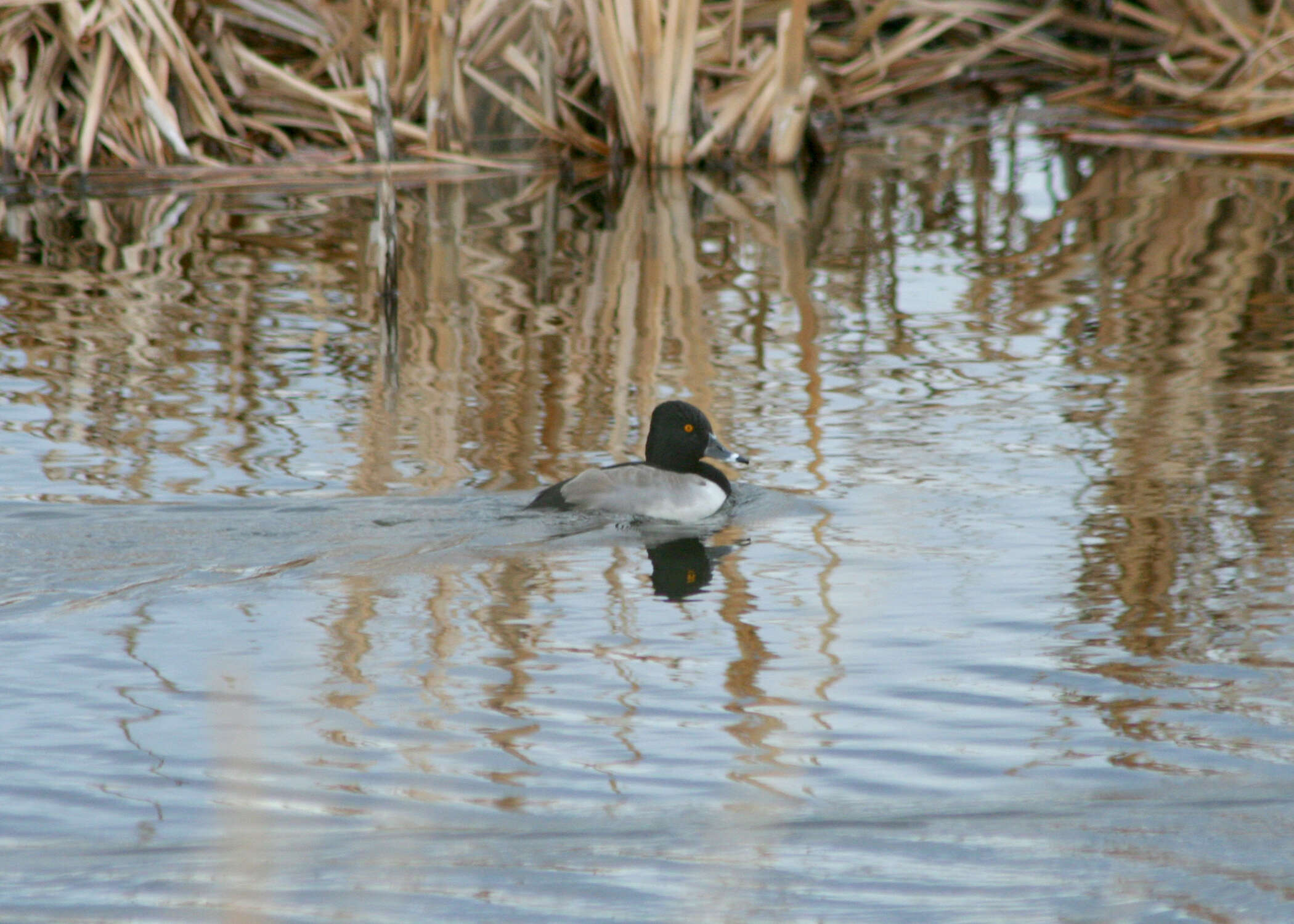 Image of Ring-necked Duck