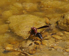 Image of Polistes metricus Say 1831