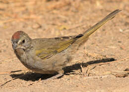 Слика од Pipilo chlorurus (Audubon 1839)