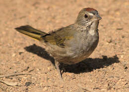 Слика од Pipilo chlorurus (Audubon 1839)