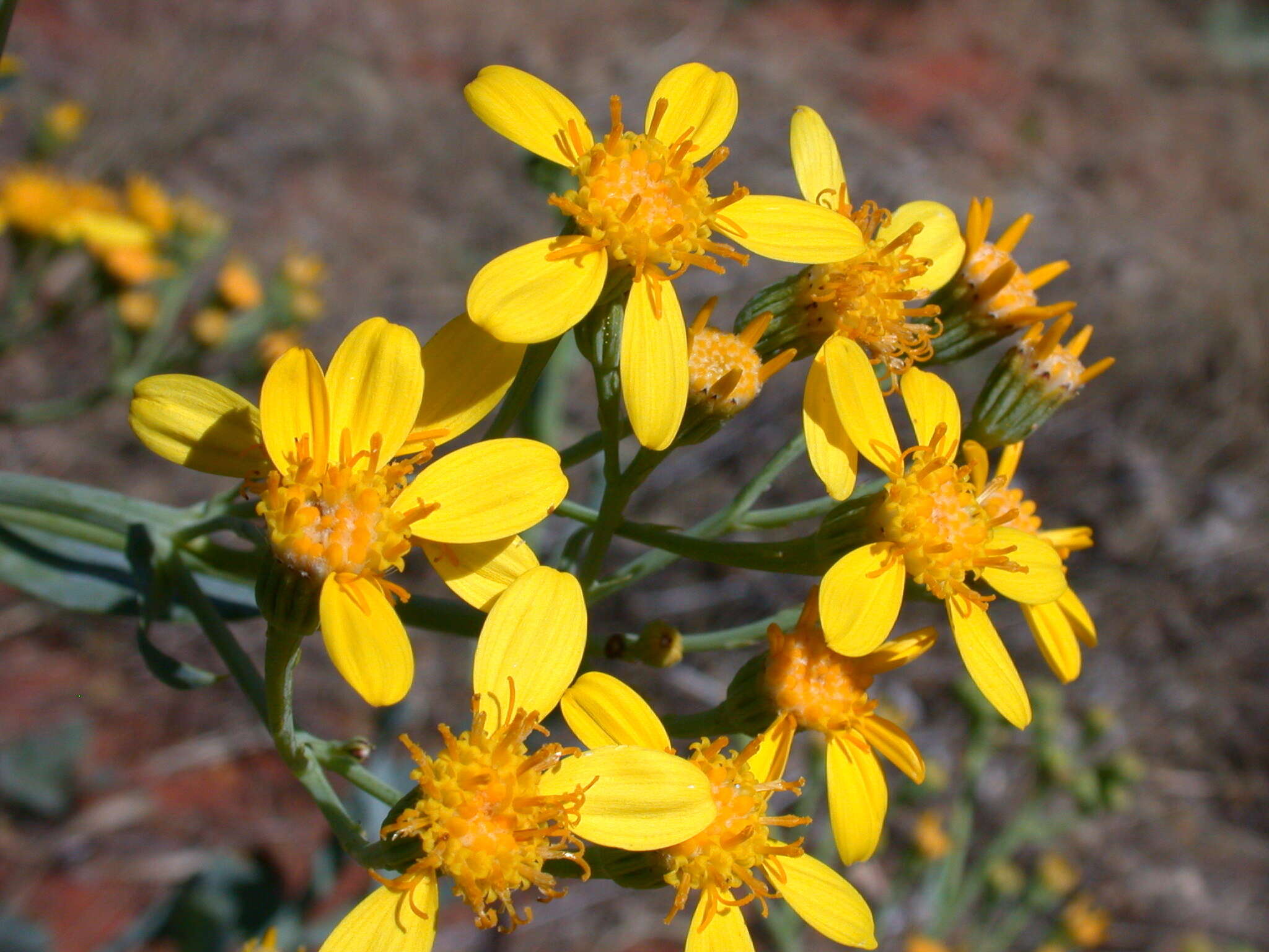 Senecio magnificus F. Müll. resmi