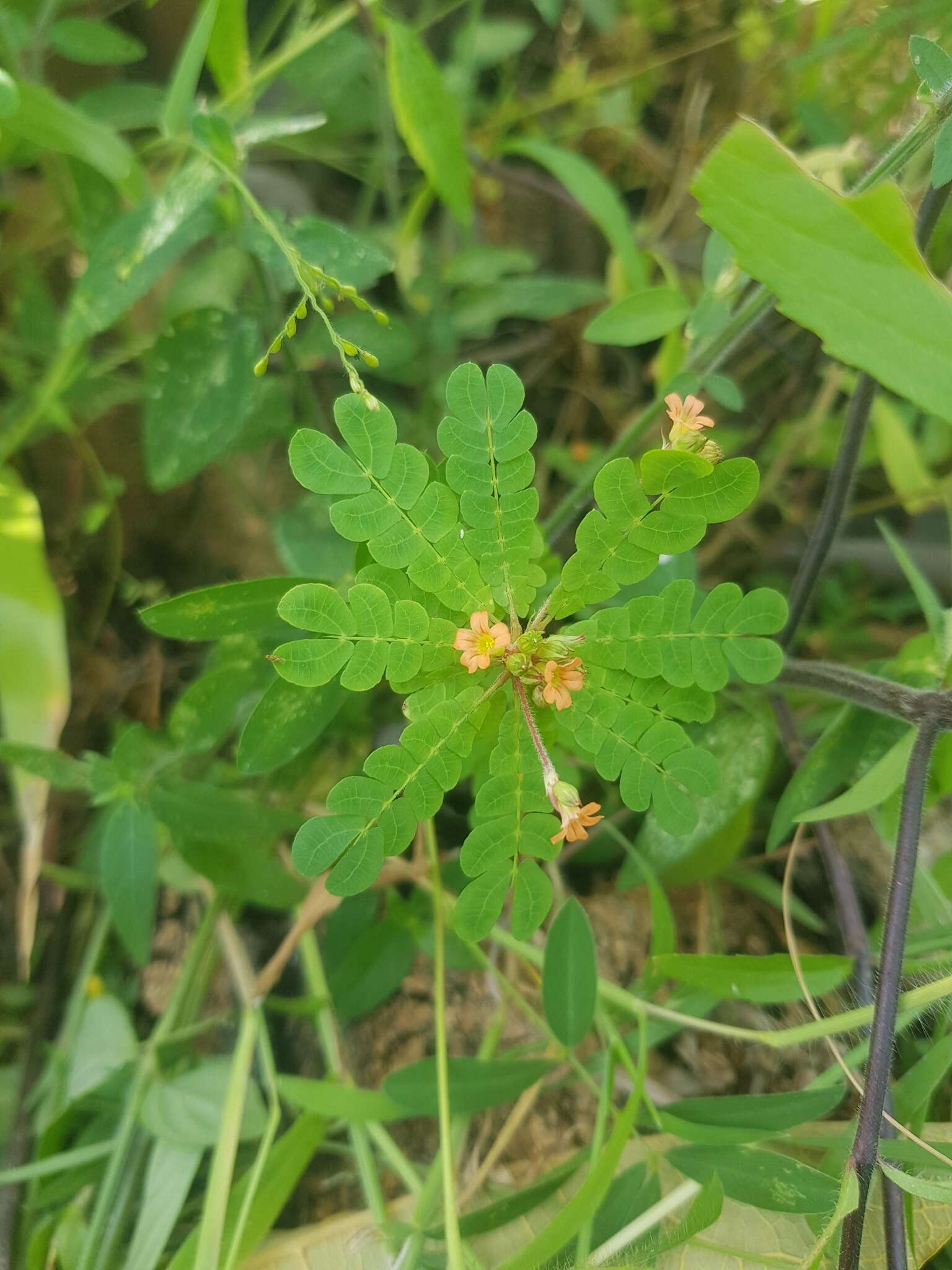 Image of Biophytum abyssinicum Steud. ex A. Rich.